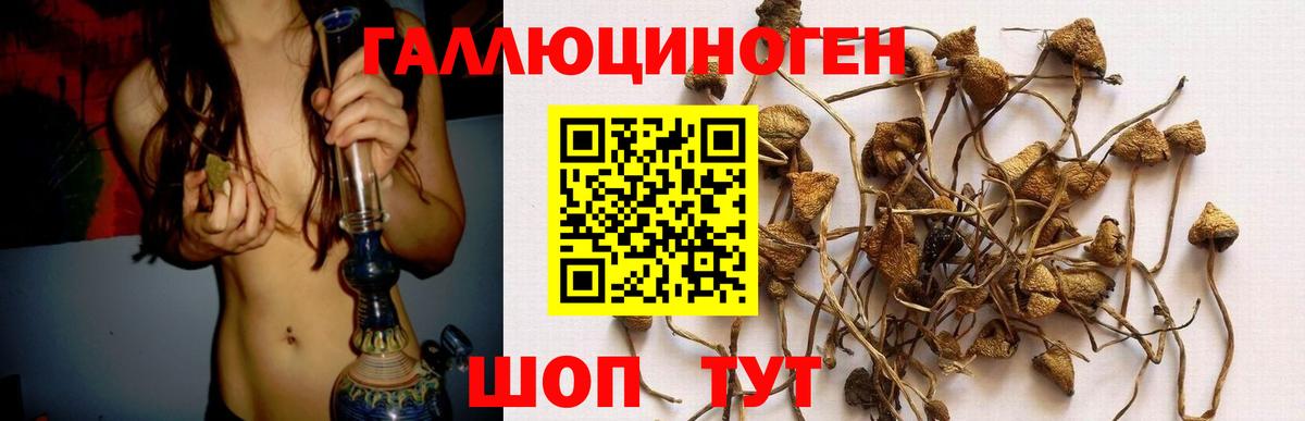 Галлюциногенные грибы Psilocybe Урус-Мартан